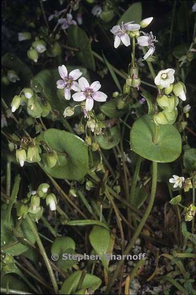 claytonia perfoliata 6 graphic